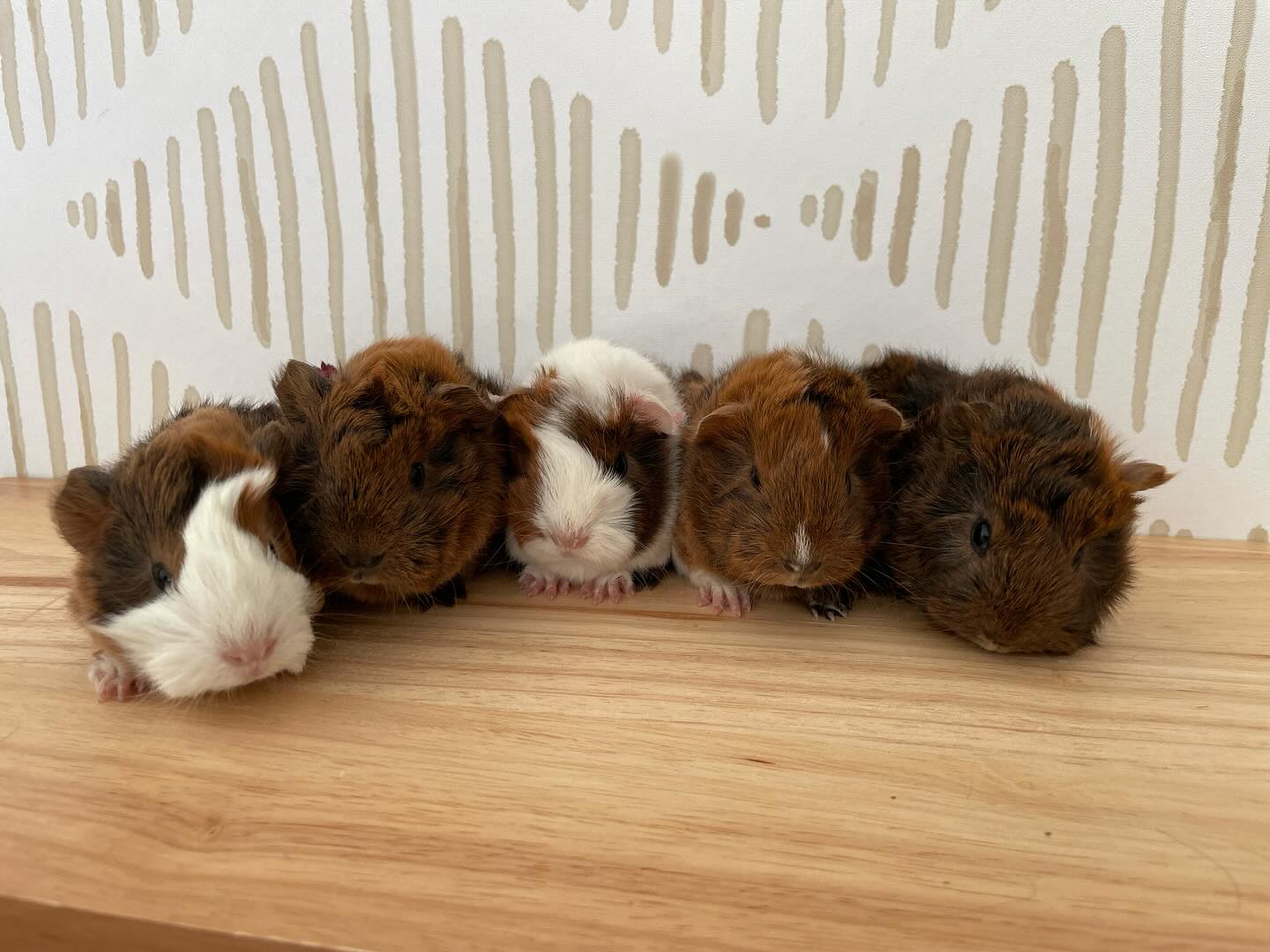 Guinea pigs